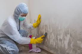 Best Attic Mold Removal  in USA